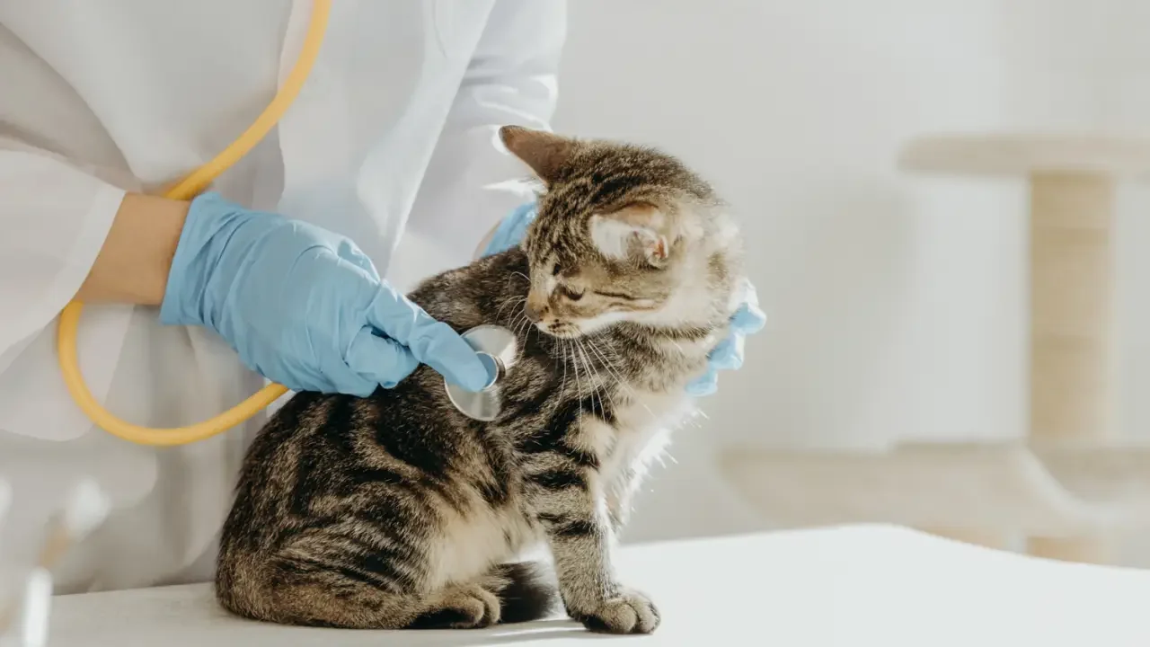 Plano de saúde pet avança no Brasil em meio à alta dos gastos com cães e gatos   